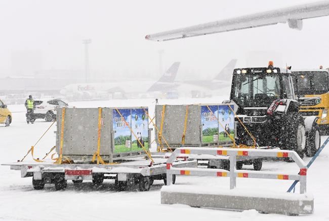 Pair of Chinese giant pandas get snowy welcome in Finland | iNFOnews.ca