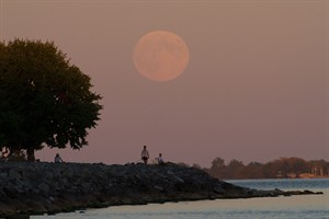 CP29816755