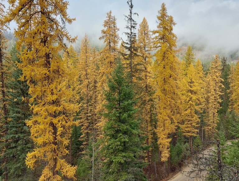 iN PHOTOS: Western larch lights up forests in Kamloops, Okanagan | iNFOnews.ca A forest of bright yellow larch trees and a few green conifers are pictured on a misty day.