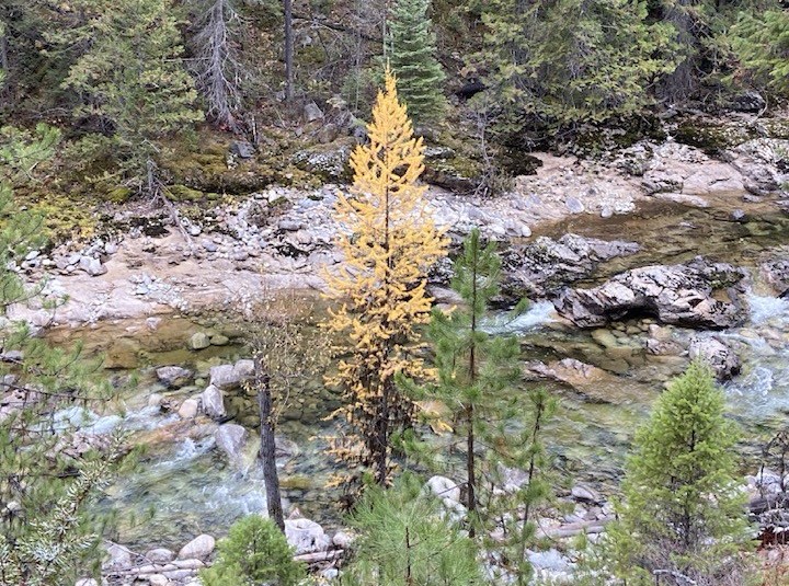 iN PHOTOS: Western larch lights up forests in Kamloops, Okanagan | iNFOnews.ca iN PHOTOS: Western larch lights up forests in Kamloops, Okanagan | iNFOnews.ca