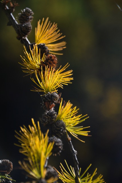 iN PHOTOS: Western larch lights up forests in Kamloops, Okanagan | iNFOnews.ca iN PHOTOS: Western larch lights up forests in Kamloops, Okanagan | iNFOnews.ca