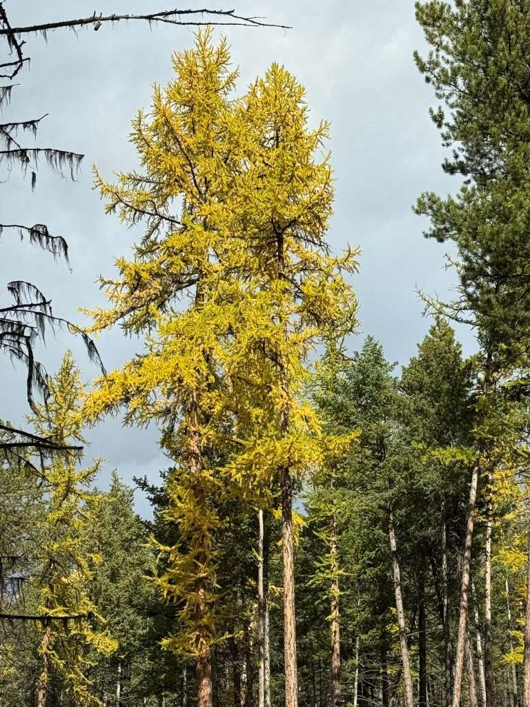 iN PHOTOS: Western larch lights up forests in Kamloops, Okanagan | iNFOnews.ca iN PHOTOS: Western larch lights up forests in Kamloops, Okanagan | iNFOnews.ca