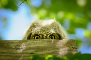 A baby owl peeks over a branch.