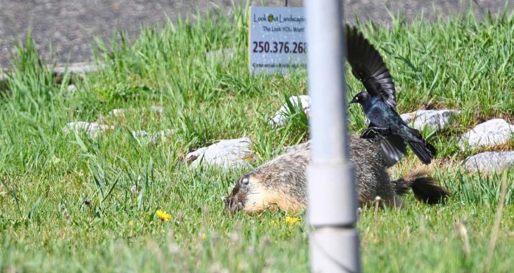 iN PHOTOS: Mischievous marmots in Kamloops, Okanagan | iNFOnews.ca