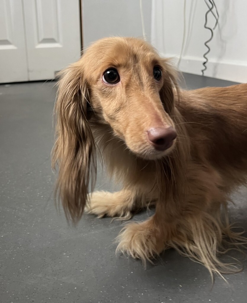 13 abused miniature dachshunds seized from BC Interior breeder | iNFOnews.ca