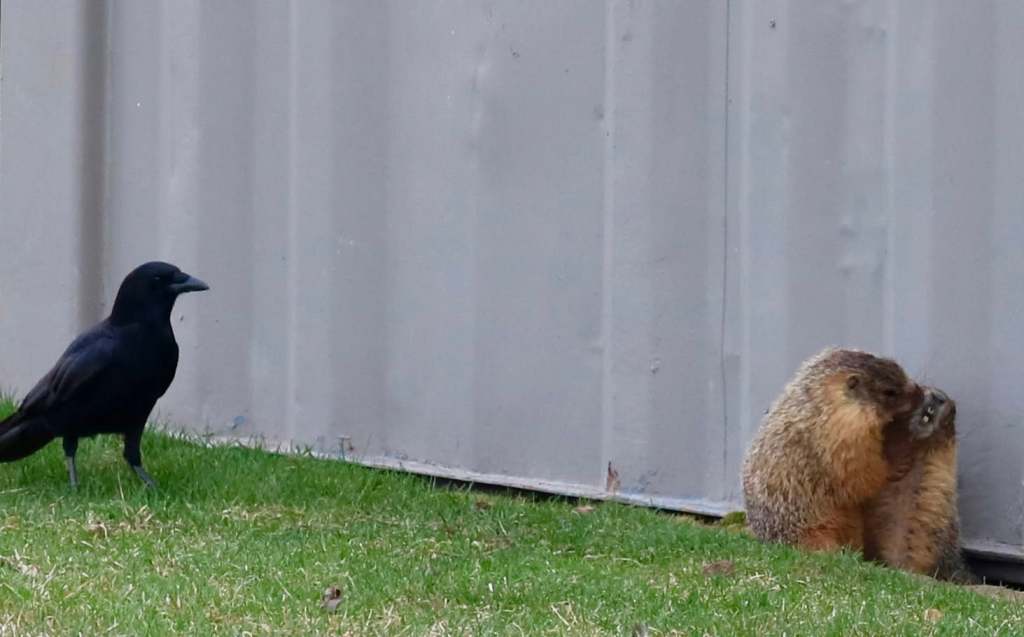 iN PHOTOS: Mischievous marmots in Kamloops, Okanagan | iNFOnews.ca