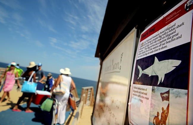 Sharks rattle nerves on Cape Cod, but attacks on humans rare | iNFOnews.ca
