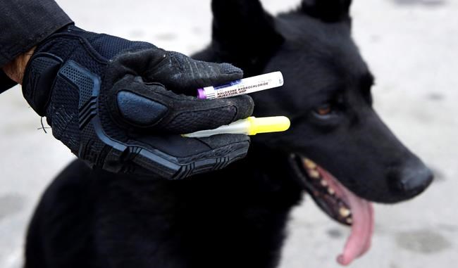 Police carry drug kits to save K-9s from opioid overdoses | iNFOnews.ca