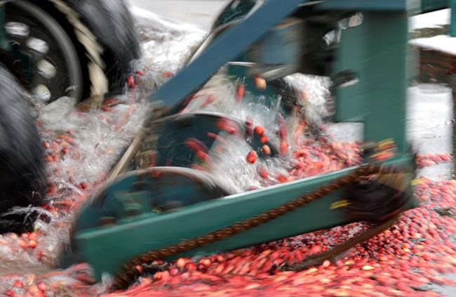 Cranberries at 200: Market changes, drought create a crisis | iNFOnews.ca Cranberries at 200: Market changes, drought create a crisis | iNFOnews.ca