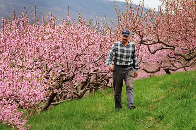 Fans of fuzzy fruit, rejoice: Northeast in for peachy summer | iNFOnews.ca Fans of fuzzy fruit, rejoice: Northeast in for peachy summer | iNFOnews.ca