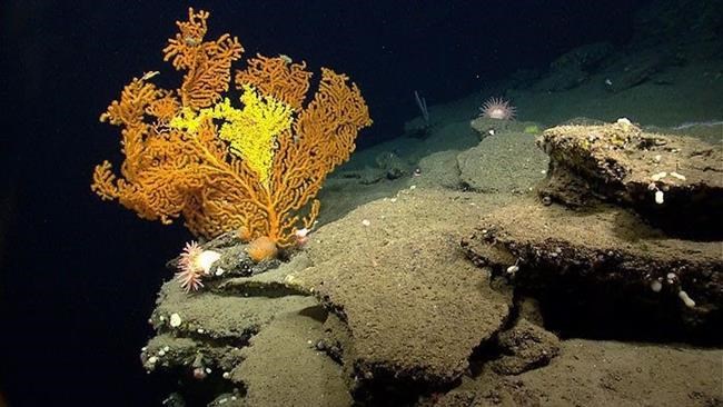 Regulators vote to protect more corals in Atlantic Ocean | iNFOnews.ca Regulators vote to protect more corals in Atlantic Ocean | iNFOnews.ca