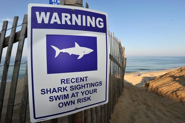 The Latest: Shark study group says attacks terrifying, rare | iNFOnews.ca