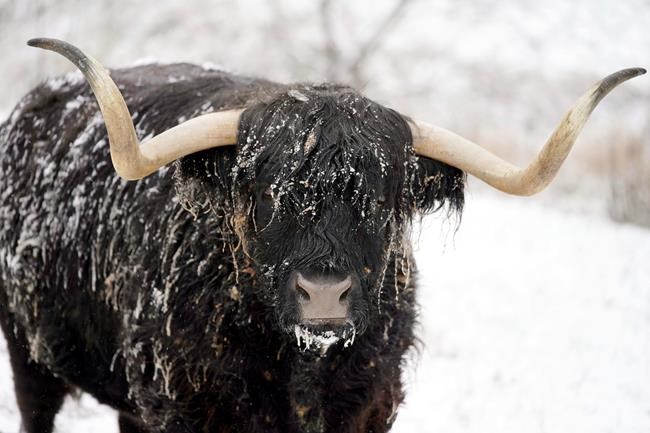 Record cold follows early snowstorm over much of eastern US | iNFOnews.ca