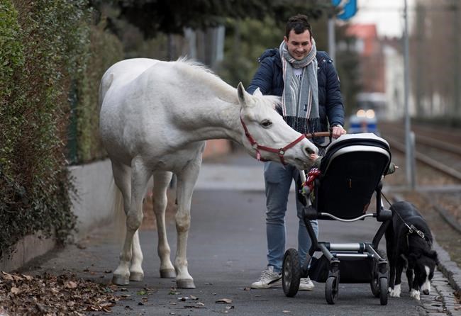 Wandering horse: Strolling mare causes stir in Frankfurt | iNFOnews.ca