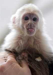 Justin Bieber given 4 weeks to reclaim pet monkey from Germany or it will be placed in care | iNFOnews.ca Justin Bieber given 4 weeks to reclaim pet monkey from Germany or it will be placed in care | iNFOnews.ca