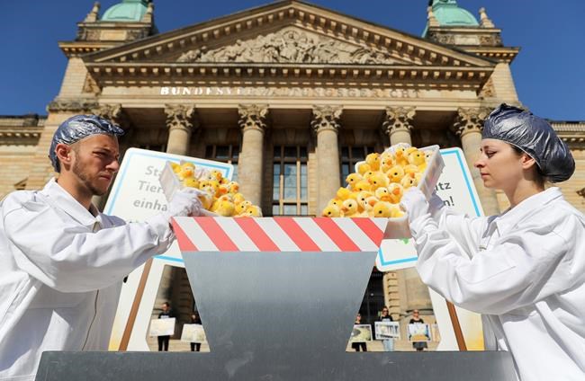 German court: Breeders can keep killing male chicks for now | iNFOnews.ca CP692700467
