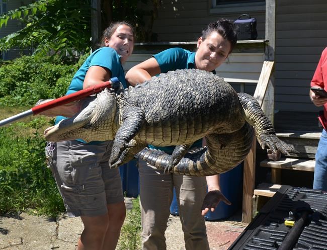 Police remove 6-foot alligator from Massachusetts backyard | iNFOnews.ca