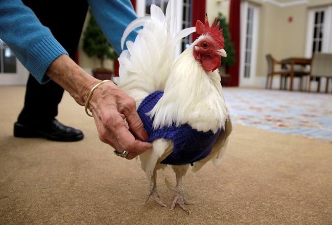 Barn yarn: Retirees knitting sweaters for chilly chickens | iNFOnews.ca