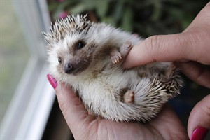 Cute and prickly: Despite laws banning them, hedgehogs finding homes as family pets | iNFOnews.ca CP28594578