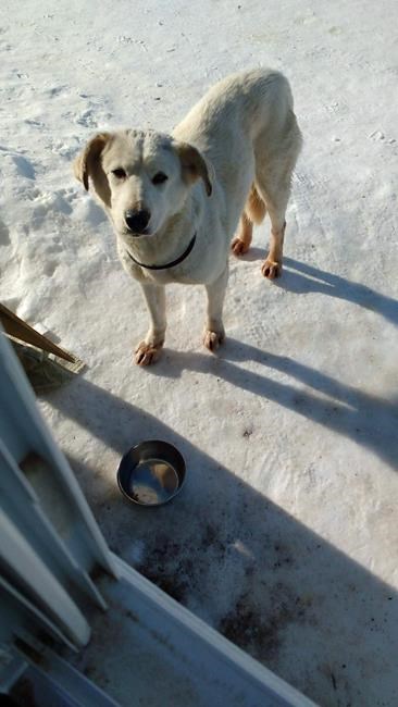 'Very upset:' Escaped dog shot at Winnipeg airport to avoid mishap with aircraft | iNFOnews.ca