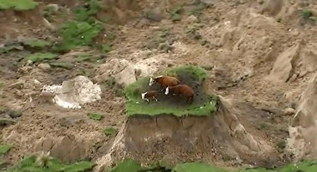 Moooving on: Cows stranded by New Zealand quake are rescued | iNFOnews.ca Moooving on: Cows stranded by New Zealand quake are rescued | iNFOnews.ca