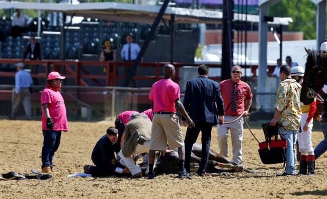 Filly dies on track at Pimlico the day before Preakness | iNFOnews.ca