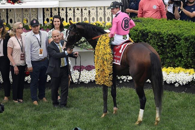 Preakness winner War of Will likely to run in Belmont | iNFOnews.ca