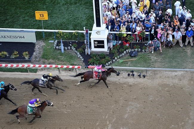 War of Will wins Preakness featuring riderless running horse | iNFOnews.ca War of Will wins Preakness featuring riderless running horse | iNFOnews.ca