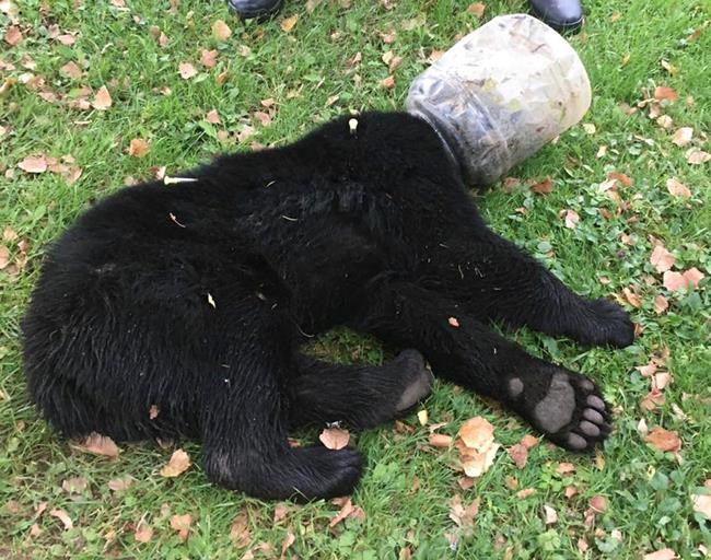Bear cub with bucket on its head rescued after 3 days | iNFOnews.ca Bear cub with bucket on its head rescued after 3 days | iNFOnews.ca