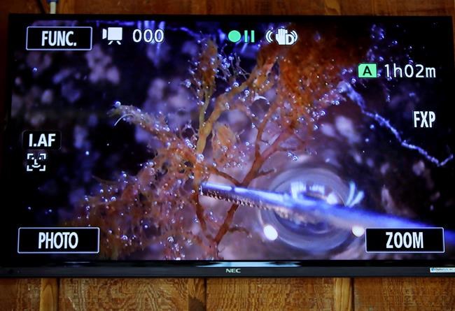 Vanishing kelp: Warm ocean takes toll on undersea forests | iNFOnews.ca CP1083162615