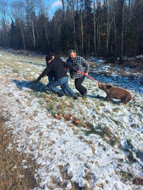 Police capture 'unruly' and 'unco-operative' runaway pig | iNFOnews.ca
