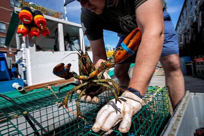 Happy tail: Maine lobstermen crack a good year despite virus | iNFOnews.ca CP1864957809
