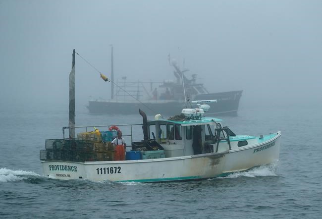 Maine's lobster catch, value grew last year, officials say | iNFOnews.ca Maine's lobster catch, value grew last year, officials say | iNFOnews.ca