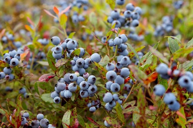 US government agrees to help Maine wild blueberry industry | iNFOnews.ca US government agrees to help Maine wild blueberry industry | iNFOnews.ca