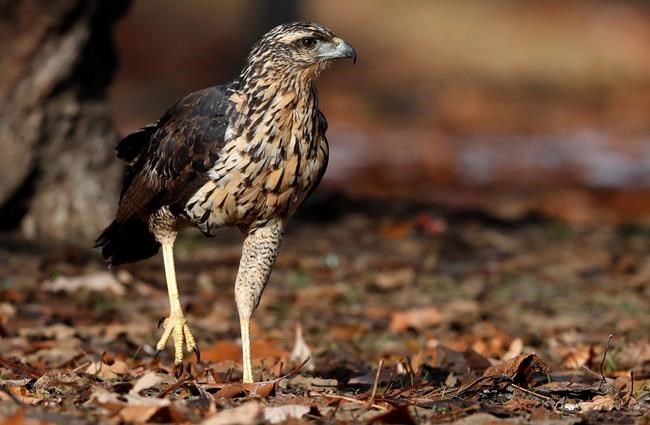 South American hawk in Maine euthanized as condition worsens | iNFOnews.ca CP2078409880
