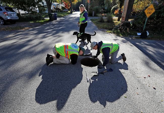 Looking out for No. 2: Dogs sniff out fecal pollution | iNFOnews.ca