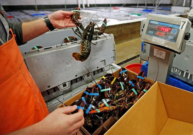 Lobster-crazy China sets record for US crustacean imports | iNFOnews.ca