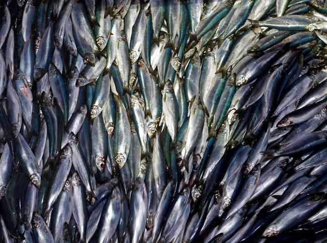 Proposed cut for herring harvest could affect lobster catch | iNFOnews.ca
