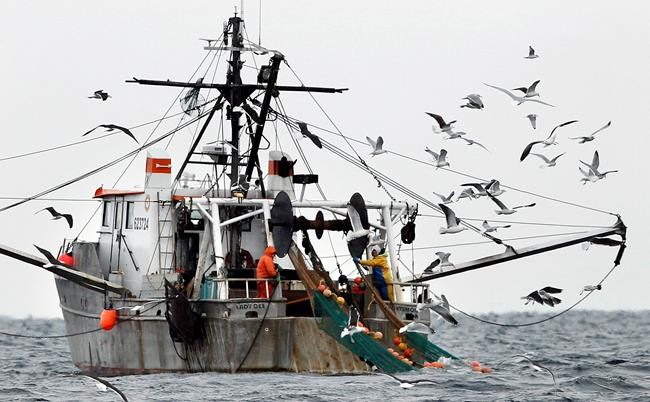 Shrimpers hope industry lost to warm seas won't be forgotten | iNFOnews.ca Shrimpers hope industry lost to warm seas won't be forgotten | iNFOnews.ca