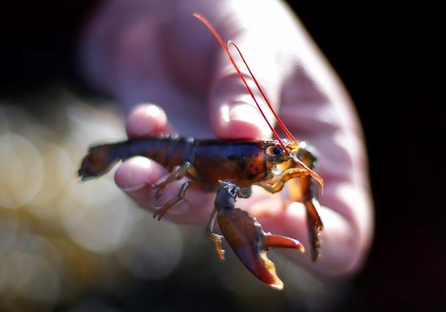 Warmer waters might prevent baby lobsters from surviving | iNFOnews.ca