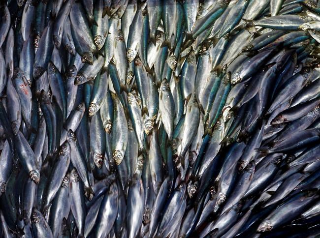 Drop in herring a mystery in Maine as bait price booms | iNFOnews.ca