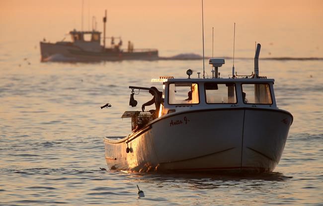 Lobster season slow, prices holding steady for seafood fans | iNFOnews.ca Lobster season slow, prices holding steady for seafood fans | iNFOnews.ca
