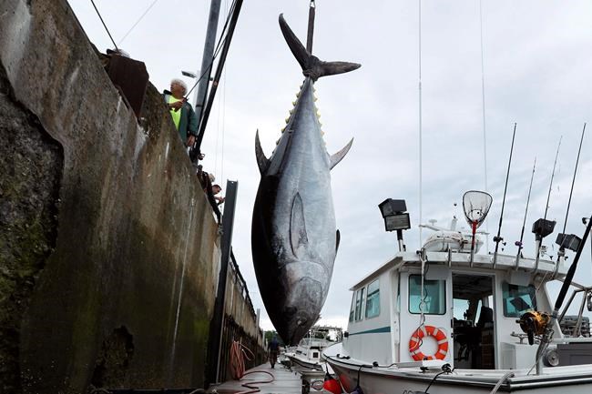 As bluefin recover, a new fight about how to fish for them | iNFOnews.ca