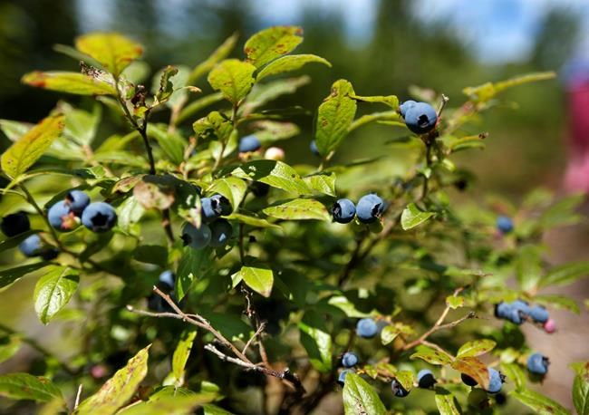 Maine blueberry crop falls with disease, lack of pollination | iNFOnews.ca CP1749604678