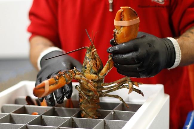 China deal might not bail out lobster industry this New Year | iNFOnews.ca