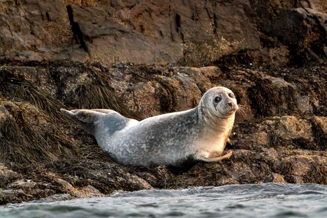 Conservation success or pests? Seals spark passionate debate | iNFOnews.ca