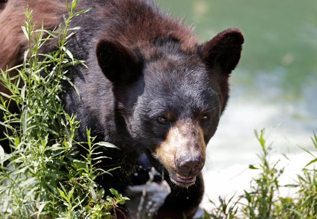 With bears on the rise, states hope to limit human conflicts | iNFOnews.ca