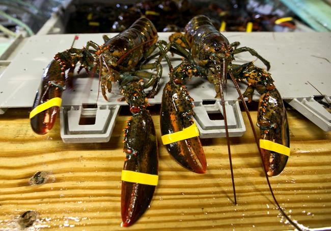China threatens tariffs on US lobsters as business booms | iNFOnews.ca