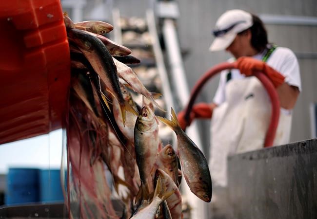 Little fish, big worry: Future of menhaden sparks concern | iNFOnews.ca Little fish, big worry: Future of menhaden sparks concern | iNFOnews.ca