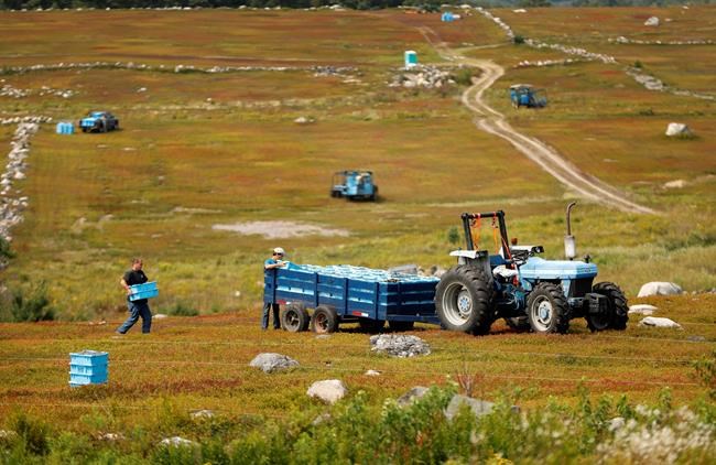 Wild blueberries sing the blues, with industry in decline | iNFOnews.ca